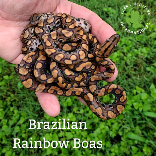 Brazilian Rainbow Boa -Large