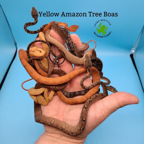 Amazon Tree Boa - Yellow babies