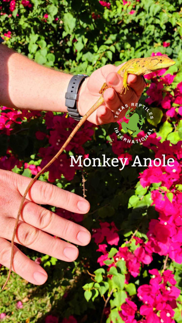 Monkey Anole