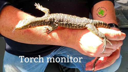 Torch Monitor