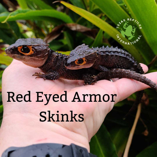 Red Eye Armored Skink