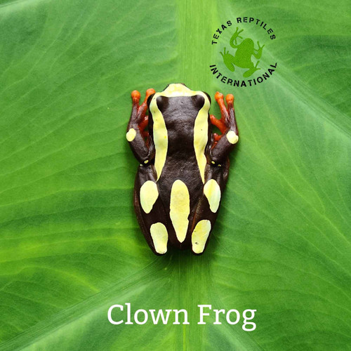 Clown Tree Frog