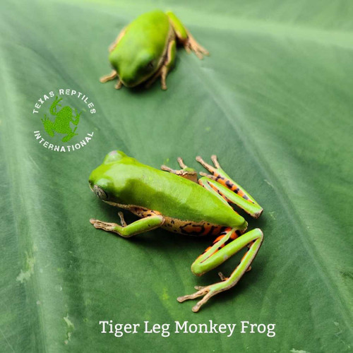 Monkey Frog - Tiger Leg