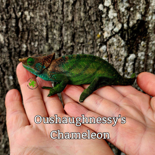 Oushaughnessy's Chameleon