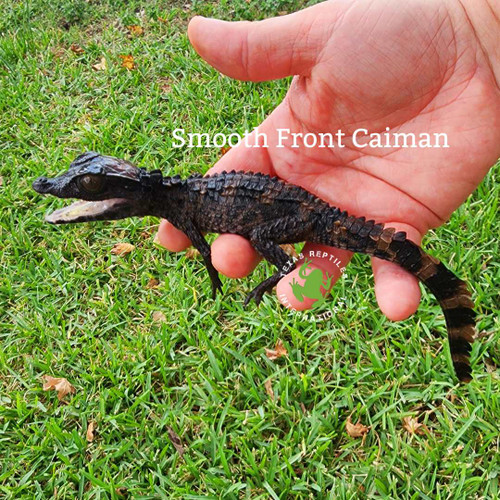 Smooth Front Caiman - hatchlings