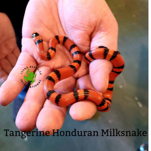 Honduran Milksnake,  Tangerine