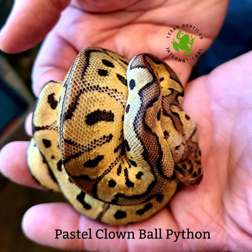 Pastel Clown Ball Python