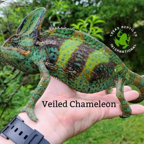 Veiled Chameleon - 5-8"