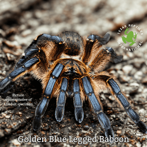 Golden Blue Legged Baboon