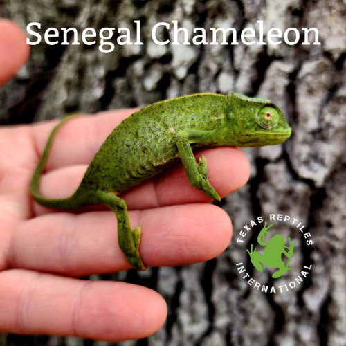 Senegal Chameleon