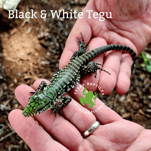 Black and White Tegu babies