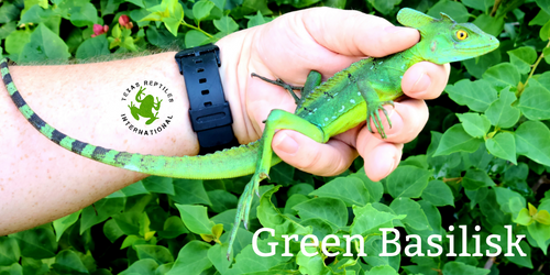 Green Basilisk