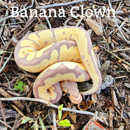Banana Ball Python Mix & Match
