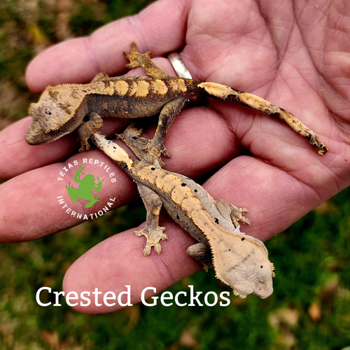 Flash Sale Crested Geckos - 5 lot