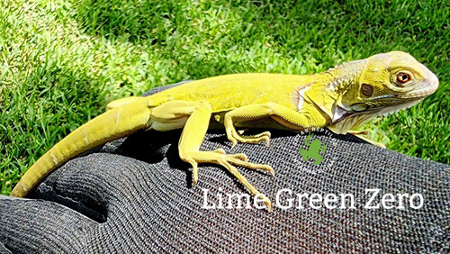 Lime Green Zero Iguana