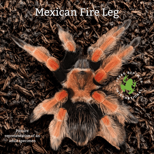 Mexican Fire Leg Tarantula