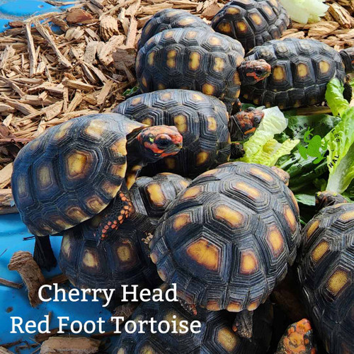 Brazilian Cherry Head Red Foot CB 4"