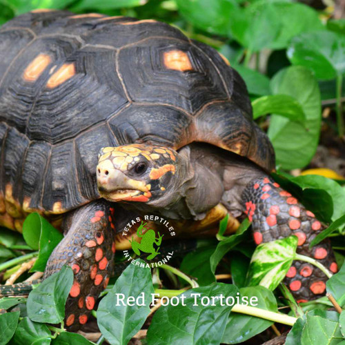 Red Foot Tortoise - 6-7" pair