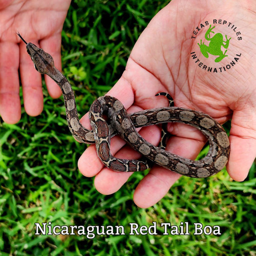 Flash Sale Baby Nicaraguan Boa - 3 lot