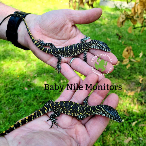 Flash Sale Baby Savanna & Nile Monitor - 50 lot