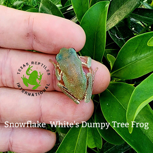 Flash Sale White's Tree Frog "Snowflake"  - 5 lot