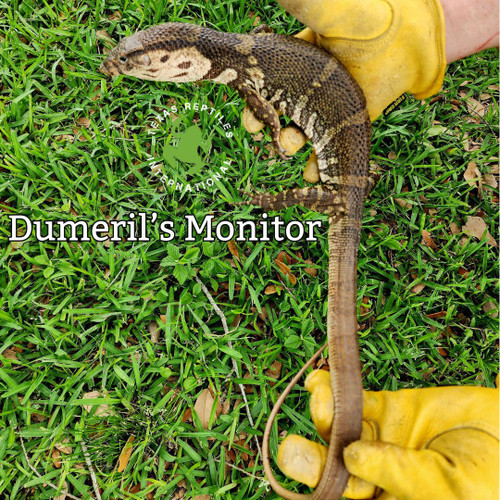 Dumeril's Monitor