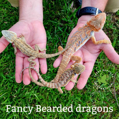 Bearded Dragon - Assorted fancy adults - imperfect