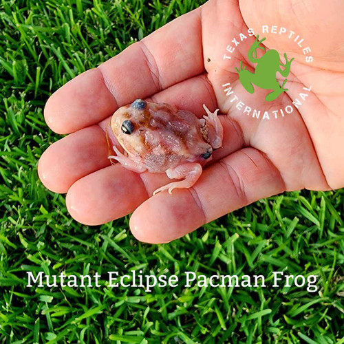Mutant Eclipse