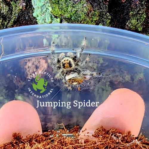 Regal Jumping Spider, adults