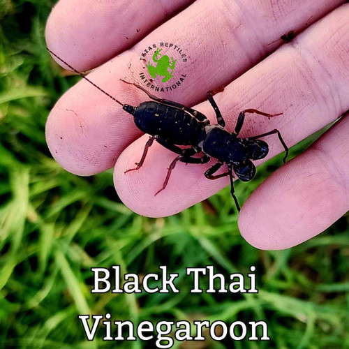 Thai Black Vinegaroon