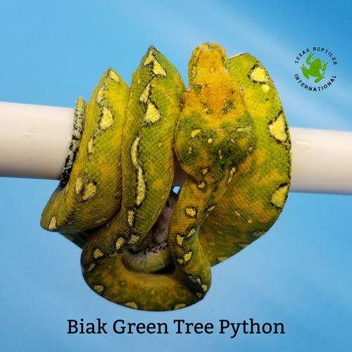 Green Tree Python, Biak - yellow & green