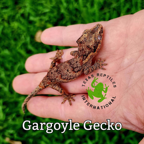 Flash Sale Gargoyle Geckos - 3 lot