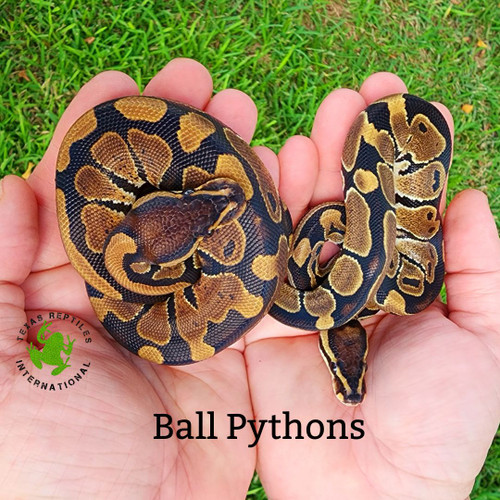 Flash Sale Feeding Ball Pythons - 6 lot