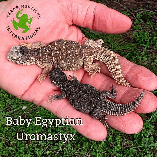 Giant Egyptian Uromastyx - hatchlings