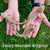 Flash Sale Fancy Bearded Dragon - 3" babies