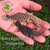 Flash Sale Baby Egyptian Uromastyx