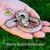 Bull Snake, White Sided