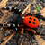 Greek Velvet Spider