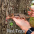 Red Tegu CB 2024 nip tail