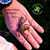 Flash Sale Stripe Knee Tarantula & Tailess Whip Scorpions  - 20 lot