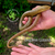 Giant European Legless Lizard