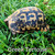 Greek Tortoise - High Gold