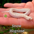 Hognose Snake