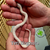 Hognose Snake
