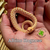 Hognose Snake