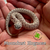 Hognose Snake