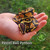 Pastel Ball Python