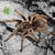 Rose Hair Tarantula,  1/2"+/- - 10 lot