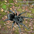 Uruguay Black Beauty Tarantula - 10 lot
