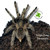 Stripe Knee Tarantula - 5 lot